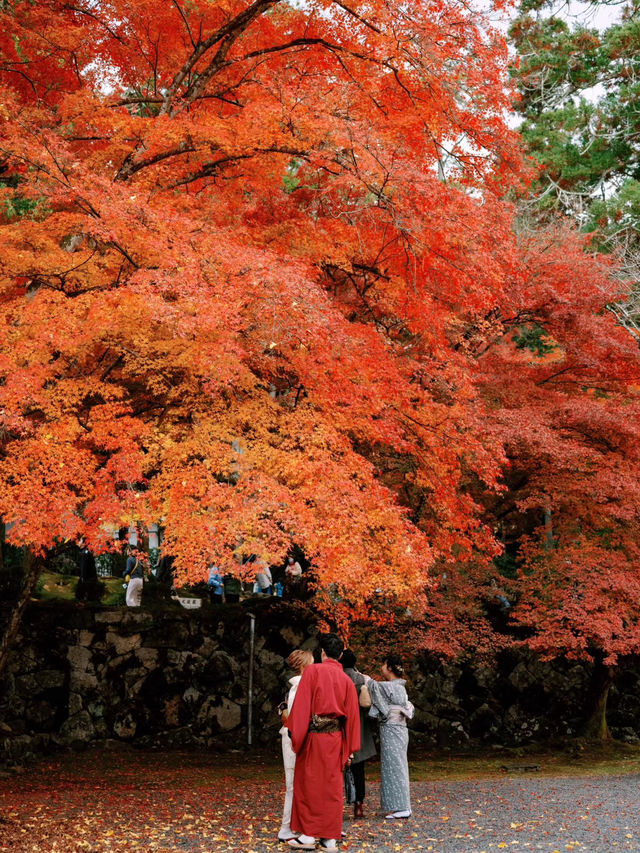 Kyoto in fall