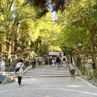 奈良°ㅣ原始森林中的千年神社ㅣ被鹿包圍的春日大社