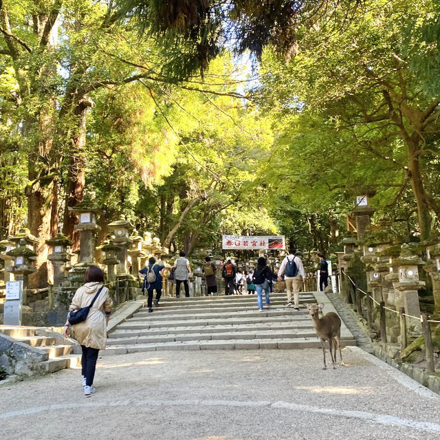 奈良°ㅣ原始森林中的千年神社ㅣ被鹿包圍的春日大社