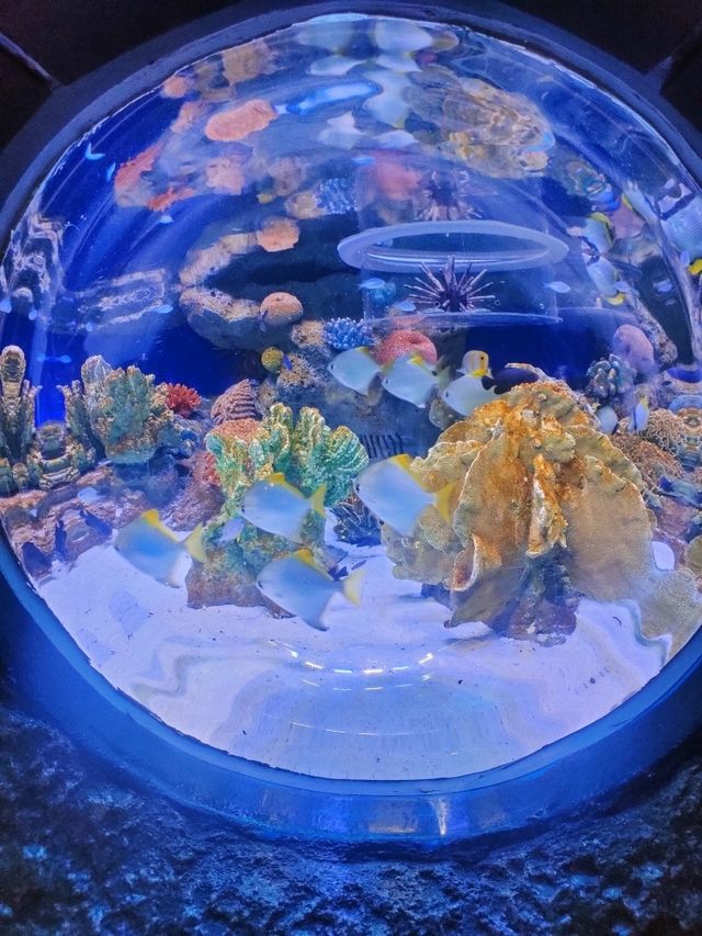 バンコク中心地にあるアクアリウム🐠