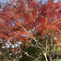 【茨城】紅葉スポット！