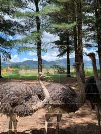 ニュージーランド｜距離が近い！アットホームな動物園・Hanmer Springs Animal Park