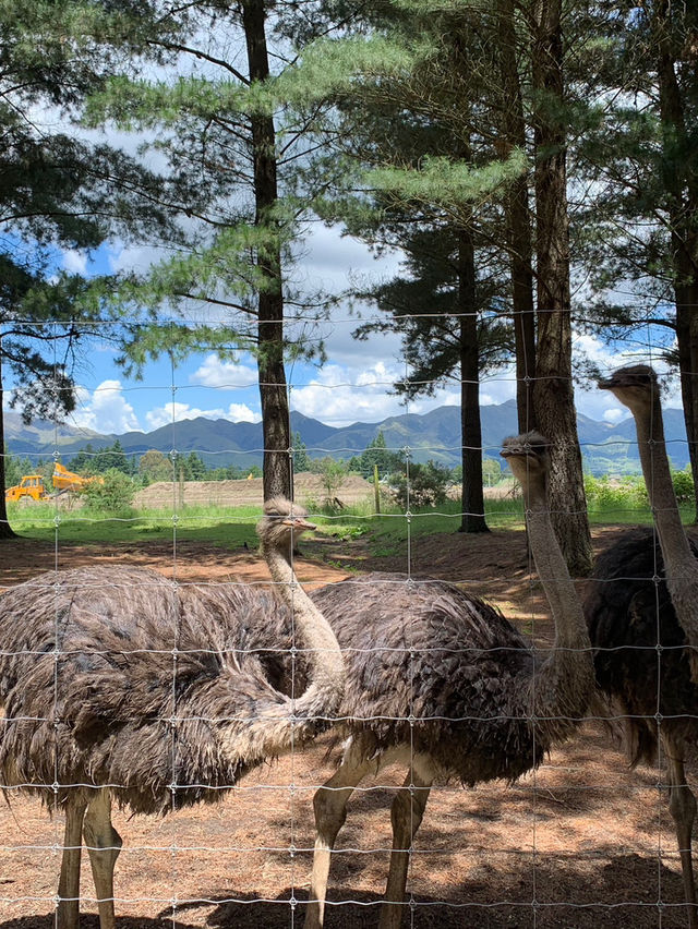 ニュージーランド｜距離が近い！アットホームな動物園・Hanmer Springs Animal Park