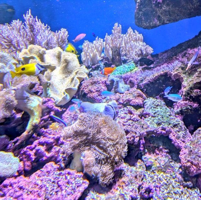 仙台景點｜冬季限定東北企鵝大暴走—仙台海洋森林水族館