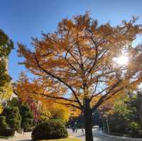 去首爾不能錯過的梨花女子大學銀杏林和紅葉美景