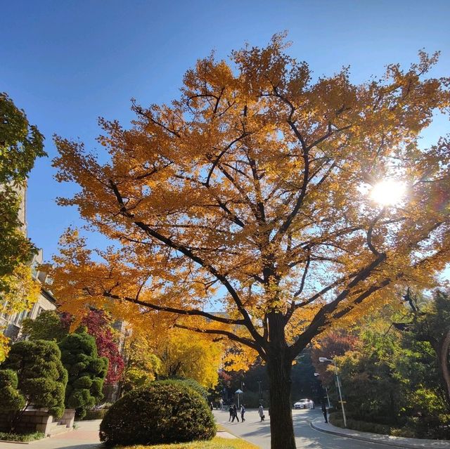 去首爾不能錯過的梨花女子大學銀杏林和紅葉美景