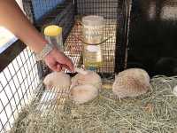 Place for Kids! TTI Mini Zoo