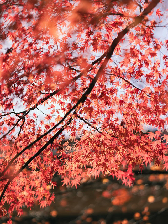 【山梨】富士山×紅葉の絶景🍁