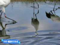 丹頂鶴的故鄉：黑龍江齊齊哈爾-扎龍自然生態濕地