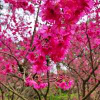 หนาวนี้ ปีใหม่นี้ ไปชมซากุระ ให้โลกเป็นสีชมพู
