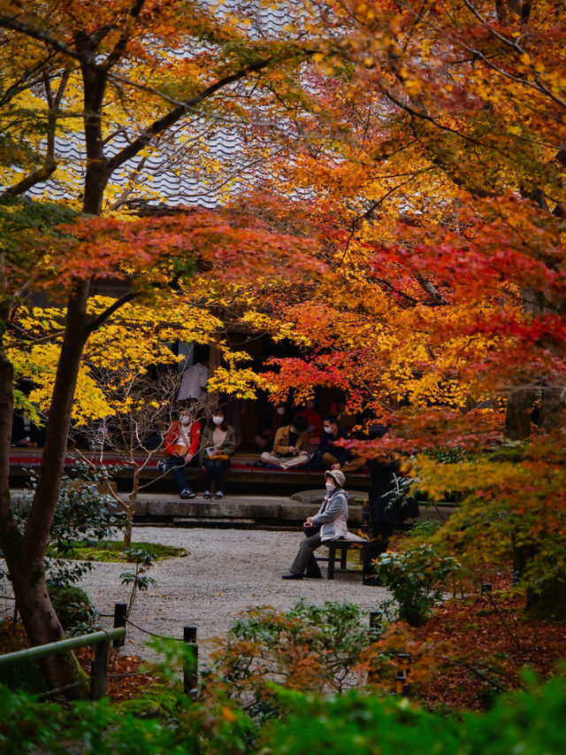 【紅葉特集】予約情報付き‼️全国で珍しい額縁に入った紅葉が見られる絶景スポット🍁 