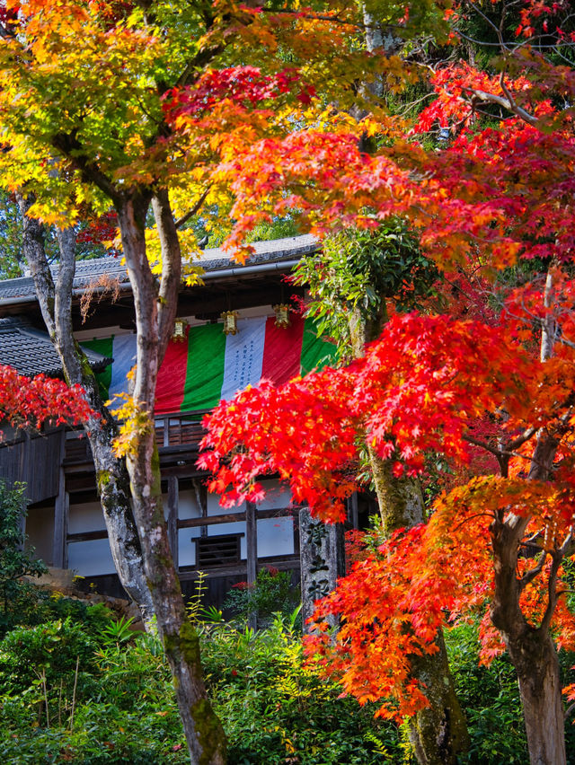 【紅葉特集】一度は行きたいもみじのトンネル参道🍁花手水などもある紅葉スポット✨