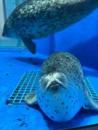 XPark Aquarium ใกล้สนามบินเถาหยวน ไต้หวัน