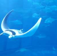 Churaumi Auquarium แห่งโอกินาวะ ยิ่งใหญ่สวยงาม