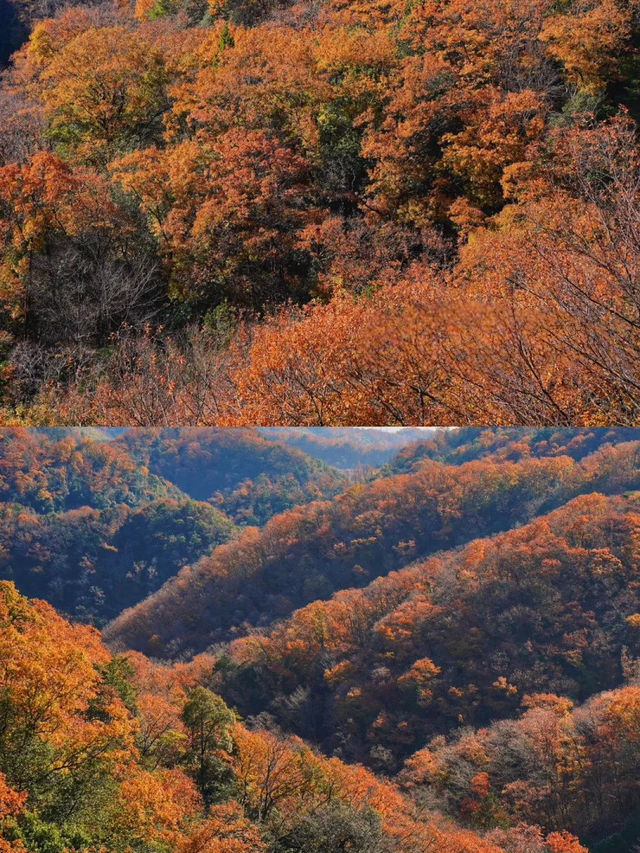 景點推薦：星田園地——紅葉季的隱藏森林秘境
