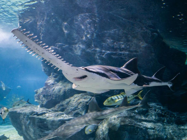 曼谷親子景點｜暹羅海洋世界🐠🦈