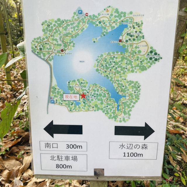 紅葉が見事だった【篠栗九大の森】森林浴で癒されました