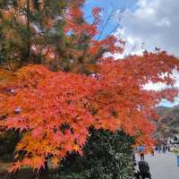 嵐山 天龍寺