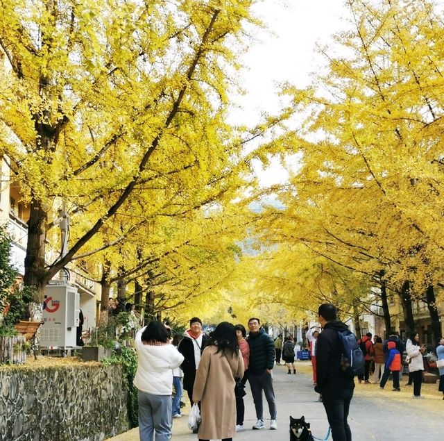 南雄銀杏林