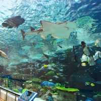 名古屋旅遊～名古屋水族館