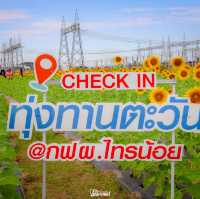 🌻✨ ปักหมุดที่เที่ยวสุดว้าว! ทุ่งทานตะวัน กฟผ. ไทร