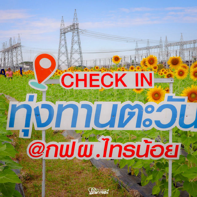 🌻✨ ปักหมุดที่เที่ยวสุดว้าว! ทุ่งทานตะวัน กฟผ. ไทร
