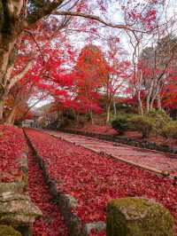 【京都🇯🇵】来年は敷き紅葉を見に行こう🍁