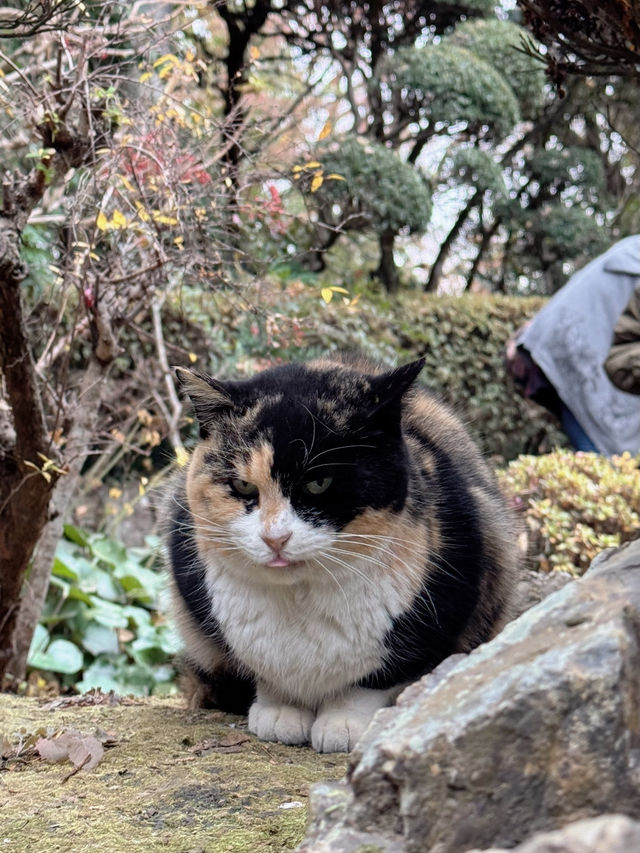 【栃木】猫好きさんには行ってほしい‎🤍御朱印がとても素敵な神社⛩✨