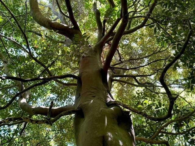Bijarim Forest
