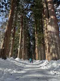 冬の戸隠神社奥社への参道❄️神秘の雪景色に包まれる旅