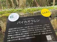 🇯🇵【高知県】3000種類以上の植物！高知県立牧野植物園🪴(^^)