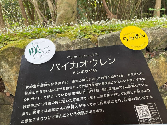 🇯🇵【高知県】3000種類以上の植物！高知県立牧野植物園🪴(^^)