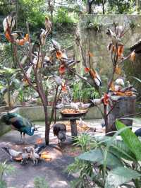Colorful Paradise in the Heart of Malaysia: KL Bird Park