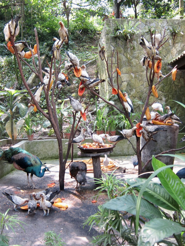 Colorful Paradise in the Heart of Malaysia: KL Bird Park
