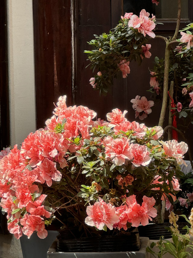 🇨🇳 Step Back in Time: Explore the Charm of Kuan Zhai Alley in Chengdu