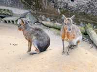 【鹿児島県】 コアラ飼育頭数日本一の自然あふれる動物園『平川動物公園』🐨