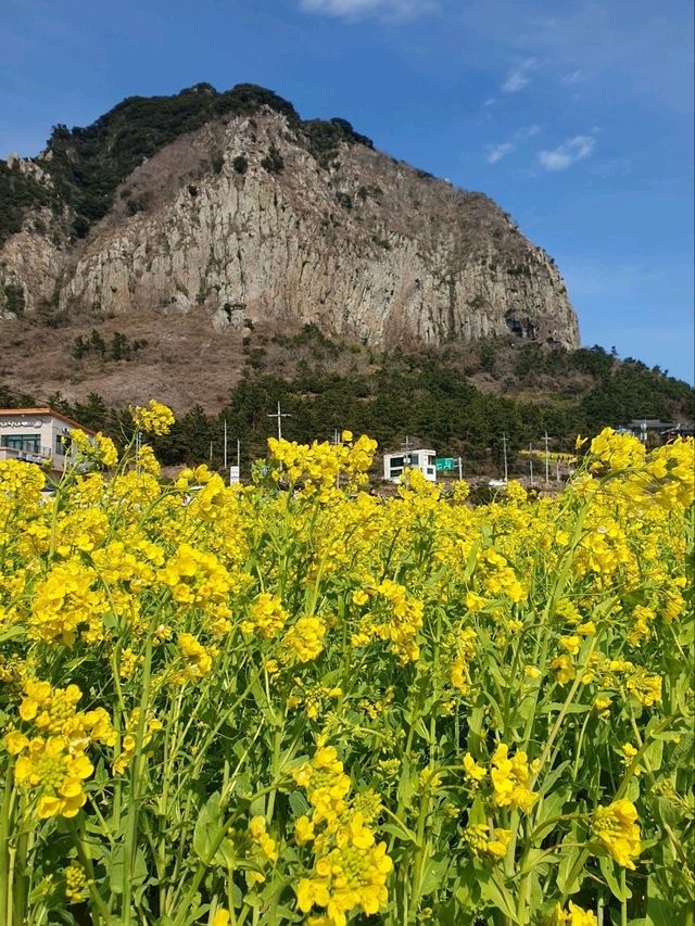 서귀포시 사계리 유채꽃밭, 봄의 낭만을 만끽하세요! 🌼✨