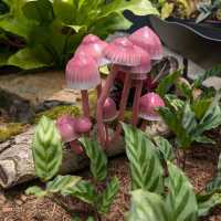 Tranquility in the Heart of Sydney: The Royal Botanic Gardens