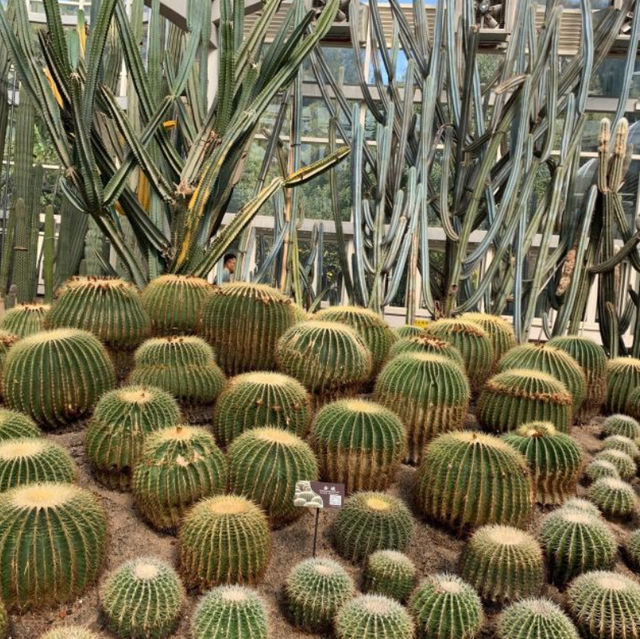 【中国/アモイ園林植物園】