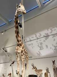 Museum of Natural Sciences Brussels: A Journey Through Time and Evolution
