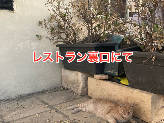 🇲🇹マルタ共和国　ねこコレクション2024.8