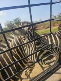 Day Trip to Myanmar’s one and only Safari Park 🦓 