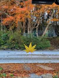 秋は深紅の絨毯が広がる森林公園