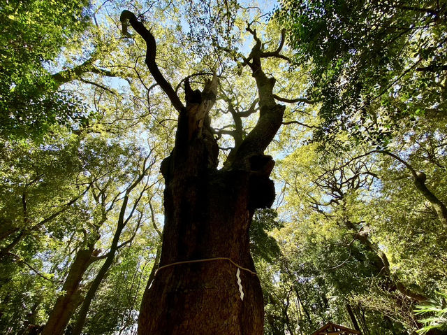 【兵庫県】生田神社の奥にある森