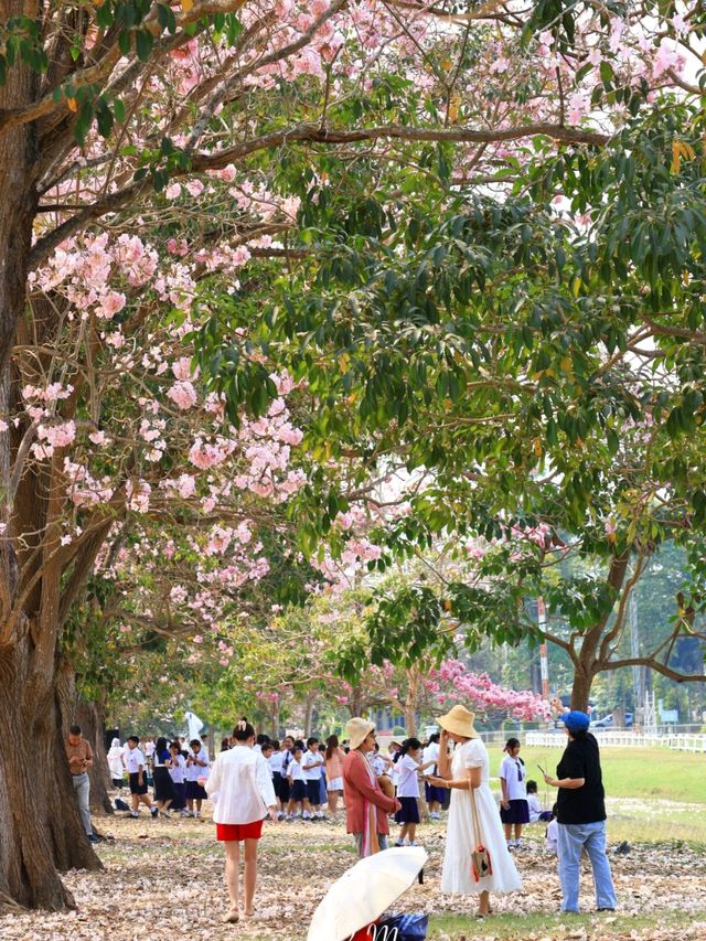 ชมดอกชมพูพันธุ์ทิพย์ ม. เกษตร กำแพงแสน นครปฐม