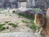 大阪之旅：天王寺動物園的奇妙邂逅與新世界的璀璨夜景