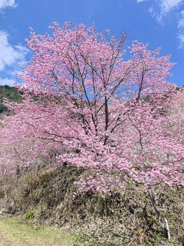 新竹旅遊-尖石鄉-萬里山園