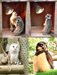 伊豆🌸河津櫻🌸伊豆仙人掌動物園🌸2天遊