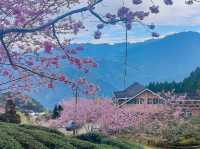 山上人家櫻花美景