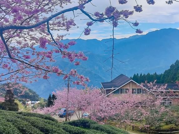 山上人家櫻花美景